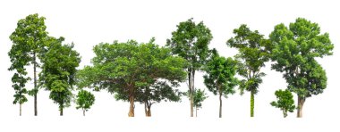 Beyaz arka planda izole edilmiş yeşil ağaçlar. Orman ve yapraklar yaz mevsiminde ağaçlar ve çalılıklarda