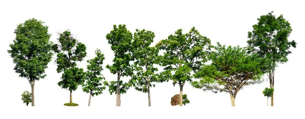 Arbres Verts Isolés Sur Fond Blanc Forêt Feuilles Rangées Arbres — Photo