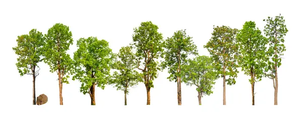 Zelené Stromy Izolované Bílém Pozadí Les Listí Letních Řadách Stromů — Stock fotografie
