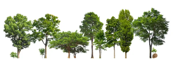 Árvores Verdes Isoladas Sobre Fundo Branco Floresta Folhas Linhas Verão — Fotografia de Stock