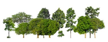 Beyaz arka planda izole edilmiş yeşil ağaçlar. Orman ve yapraklar yaz mevsiminde ağaçlar ve çalılıklarda