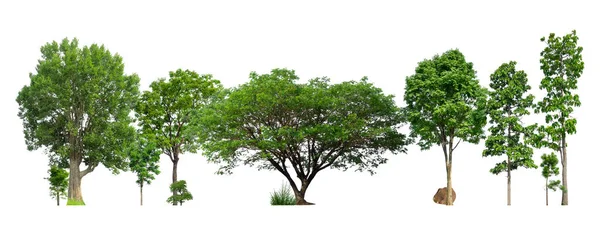 Arbres Verts Isolés Sur Fond Blanc Forêt Feuilles Rangées Arbres — Photo