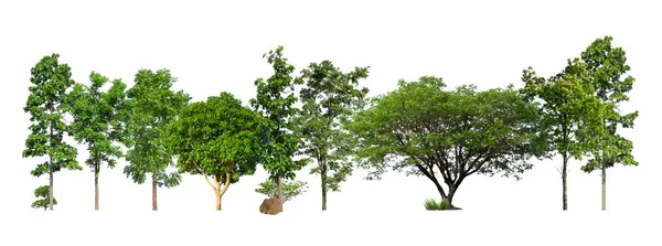 被白色背景隔离的绿树 森林和树叶在夏日里成排的树木和灌木丛中 — 图库照片