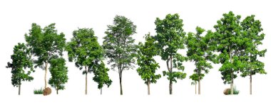 Beyaz arka planda yeşil ağaçlar