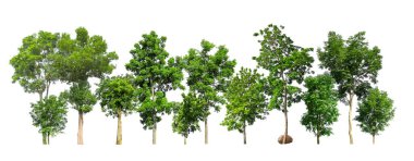 Beyaz arka planda yeşil ağaçlar