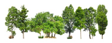 Beyaz arka planda yeşil ağaçlar