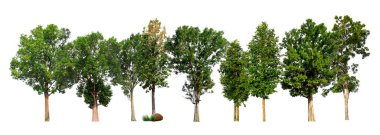 Beyaz arka planda yeşil ağaçlar