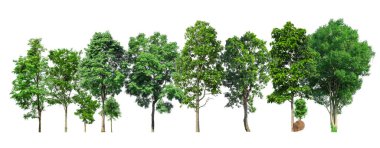 Beyaz arka planda yeşil ağaçlar