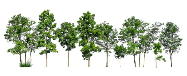 Stromy Zelený Ostrov Izolované Bílém Pozadí — Stock fotografie