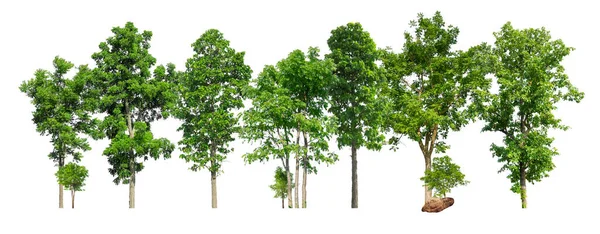 Arbres Île Verte Isolé Sur Fond Blanc — Photo