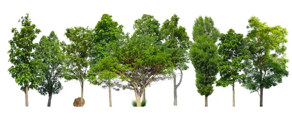 Árvores Ilha Verde Isolado Fundo Branco — Fotografia de Stock