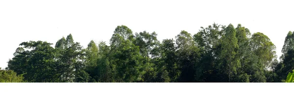 Floresta Folhagem Verão Para Impressão Páginas Web Isoladas Fundo Branco — Fotografia de Stock