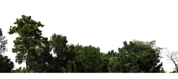 夏天的森林和树叶 用于印刷和在白色背景上隔离的网页 — 图库照片
