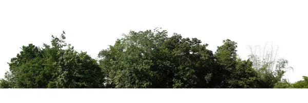 Bosque Follaje Verano Para Imprimir Páginas Web Aisladas Sobre Fondo — Foto de Stock