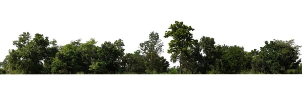 Лес Листья Летом Печати Веб Страниц Изолированы Белом Фоне — стоковое фото