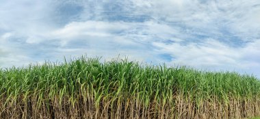 Şeker kamışı tarlaları ve gökyüzü
