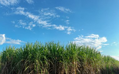 Şeker kamışı tarlaları ve gökyüzü