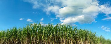 Şeker kamışı tarlaları ve gökyüzü