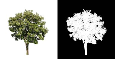 kırpma yolu ve alfa kanalı ile beyaz arkaplanda izole edilmiş ağaç