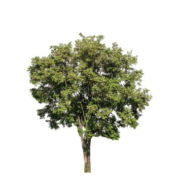 Beyaz arkaplanda izole edilmiş ağaç 