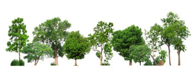 Beyaz arka planda izole edilmiş yeşil ağaçlar. Orman ve yapraklar yaz mevsiminde ağaçlar ve çalılıklarda