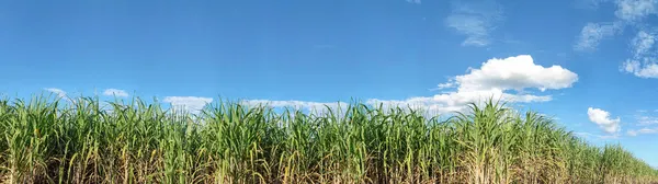Сахарный Тростник Небо — стоковое фото