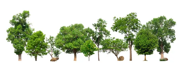 Árboles Verdes Aislados Sobre Fondo Blanco Bosque Hojas Hileras Árboles — Foto de Stock