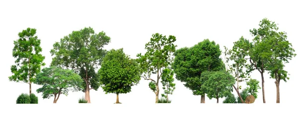 Beyaz arka planda izole edilmiş yeşil ağaçlar. Orman ve yapraklar yaz mevsiminde ağaçlar ve çalılıklarda