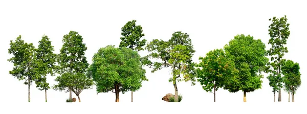 Зеленые Деревья Изолированы Белом Фоне Лес Листья Летних Рядах Деревьев — стоковое фото
