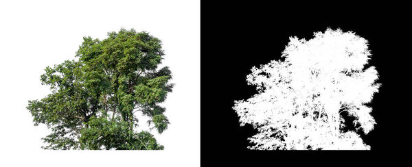 Bush and isolated on white background with clipping path and alpha channel