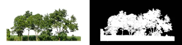 Trees Isolated White Background Clipping Path Alpha Channel — Stock Photo, Image