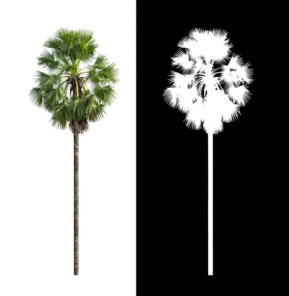 Single Sugar Palm Isolated White Background Clipping Path Alpha Channel — Stock Photo, Image