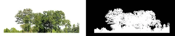 Деревья Изолированы Белом Фоне Вырезанием Пути Альфа Каналом — стоковое фото