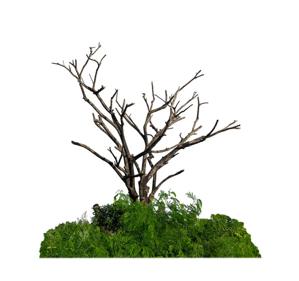 Буш Мертве Дерево Ізольоване Білому Тлі Підходять Друку Веб Сторінок — стокове фото