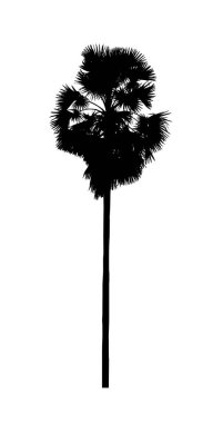 Beyaz arkaplanda fırça için şeker palmiye silueti.