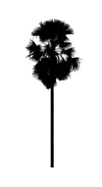 Beyaz arkaplanda fırça için şeker palmiye silueti.