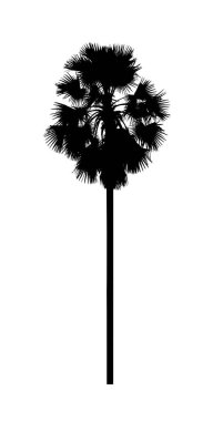 Beyaz arkaplanda fırça için şeker palmiye silueti.