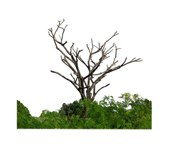 Мертве Дерево Ізольоване Білому Тлі Підходить Друку Веб Сторінок — стокове фото