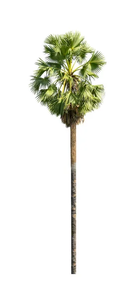 Enkele Suikerpalm Geïsoleerd Witte Achtergrond — Stockfoto