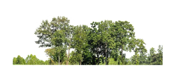 Bomen Die Geïsoleerd Zijn Een Witte Achtergrond Zijn Geschikt Voor — Stockfoto