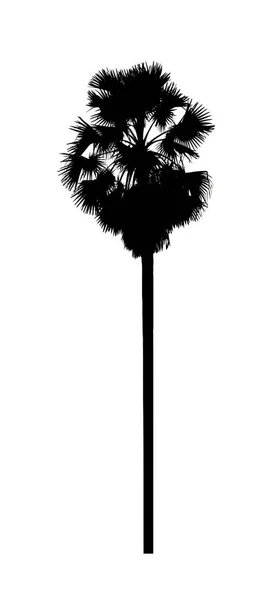 Силуэт Сахарной Пальмы Кисти Белом Фоне — стоковое фото