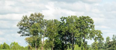 Yaz ormanları ve yeşillikler hem baskı hem de web sayfaları için uygundur.