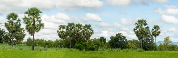 Sugar Palm Forest Rice Fields Sugar Cane Fields — Stock Photo, Image