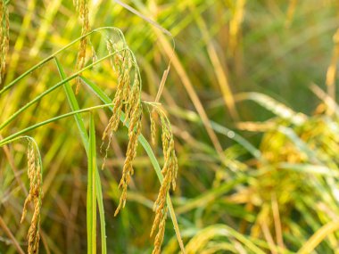 Pirinç tarlası, gün doğumunda..