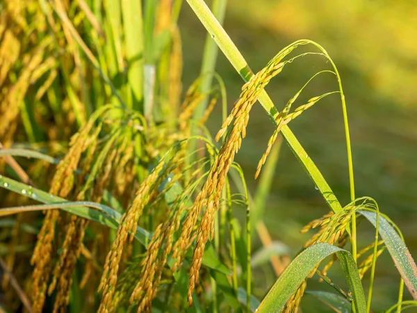 Rice Field Sunrise Morning — Stock Photo, Image