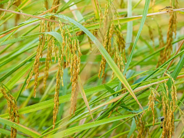 Pirinç Tarlası Gün Doğumunda — Stok fotoğraf