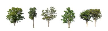 Beyaz zemin üzerinde izole ağaçlar kümesi, Ağaçların koleksiyonu