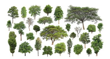 Ağaçların toplanması, beyaz zemin üzerinde izole edilmiş ağaçlar kümesi