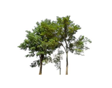 Beyaz arkaplanda izole edilmiş ağaçlar hem yazdırma hem de web sayfaları için uygundur