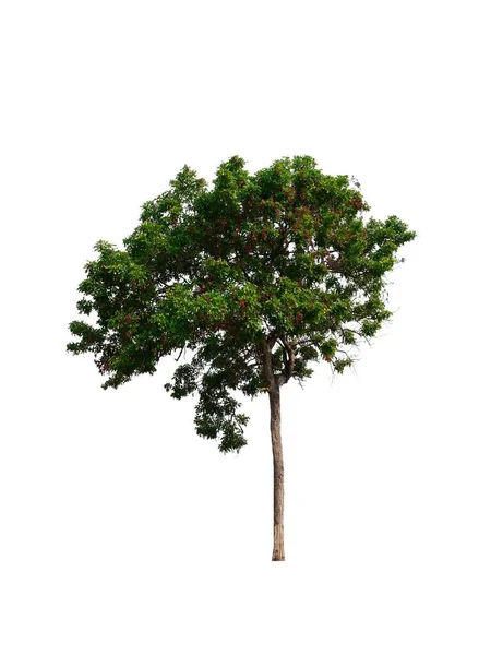 Árbol Sobre Fondo Blanco — Foto de Stock